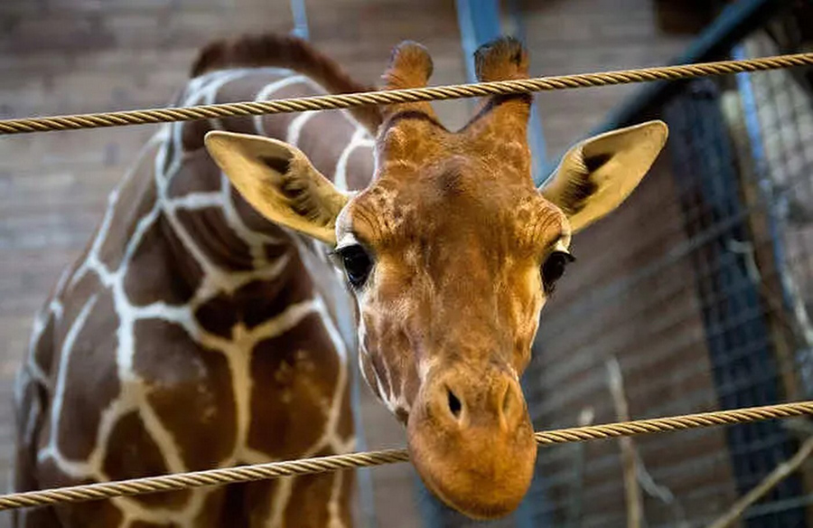 Giraffes as Symbols of Dissent on Chinese Social Media